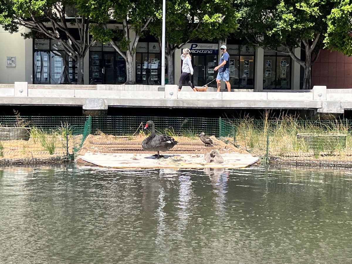 Parent and baby enjoying the new floating wetlands at #Yarra Edge marina. Bringing green back to the #Birrarung is a hit with ducks and swans so far. What will we see next? ⁦<a href="/cityofmelbourne/">City of Melbourne</a>⁩ ⁦<a href="/MelbourneWater/">Melbourne Water</a>⁩
