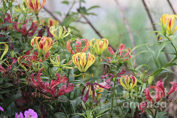 DwightC62's tweet photo. New artwork for sale! - "Lilies of color" - https://t.co/4VWrUrgeqa @fineartamerica https://t.co/b6uy2PrClO