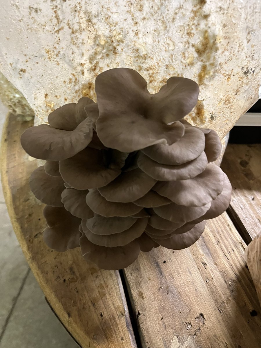 Not to forget our trip to the wormery! Biodigestors, composting, mushroom cultivation…this place was very cool- some might say a little creepy🪳🐛 <a href="/TVDSB_STEM/">TVDSB STEM</a> <a href="/bhertner/">bradryan</a> <a href="/mskalexander/">Kim Alexander</a> <a href="/jtrampleasure/">Jenn Trampleasure</a> <a href="/Wormeries/">Wormery</a> <a href="/WesternFair/">WesternFair District</a> #sustainablesolutions @rgdunne_teach <a href="/MandyCleland1/">Mandy Cleland</a>