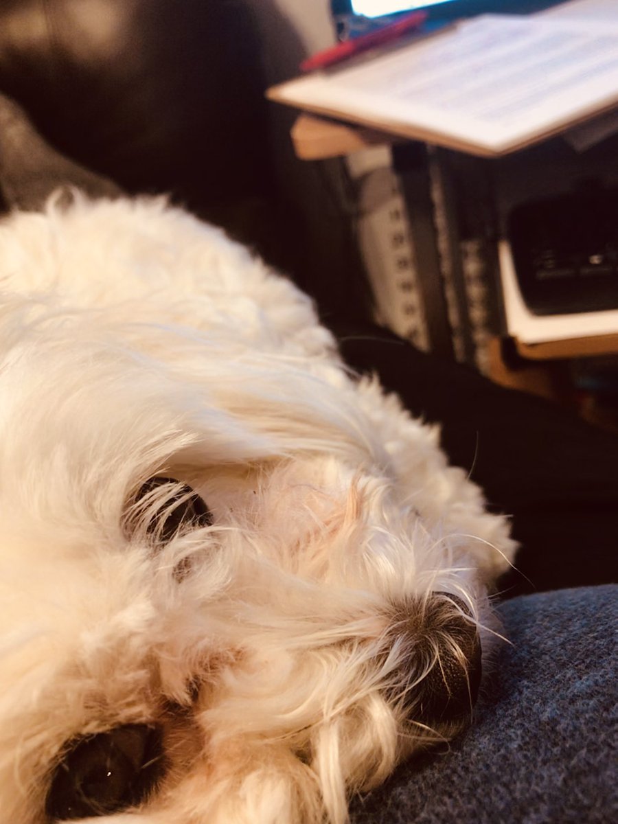 JpConsulting4u's tweet image. Any other writers who own pets struggle with this? 

She’s not used to me trying to edit/write in the evening, and she wants to be on my lap… 

How do I get work done? 
HELP!

#InsecureWriter 
#amediting 
#amwritingfiction 
#WritingCommunity 
#DogsofTwittter