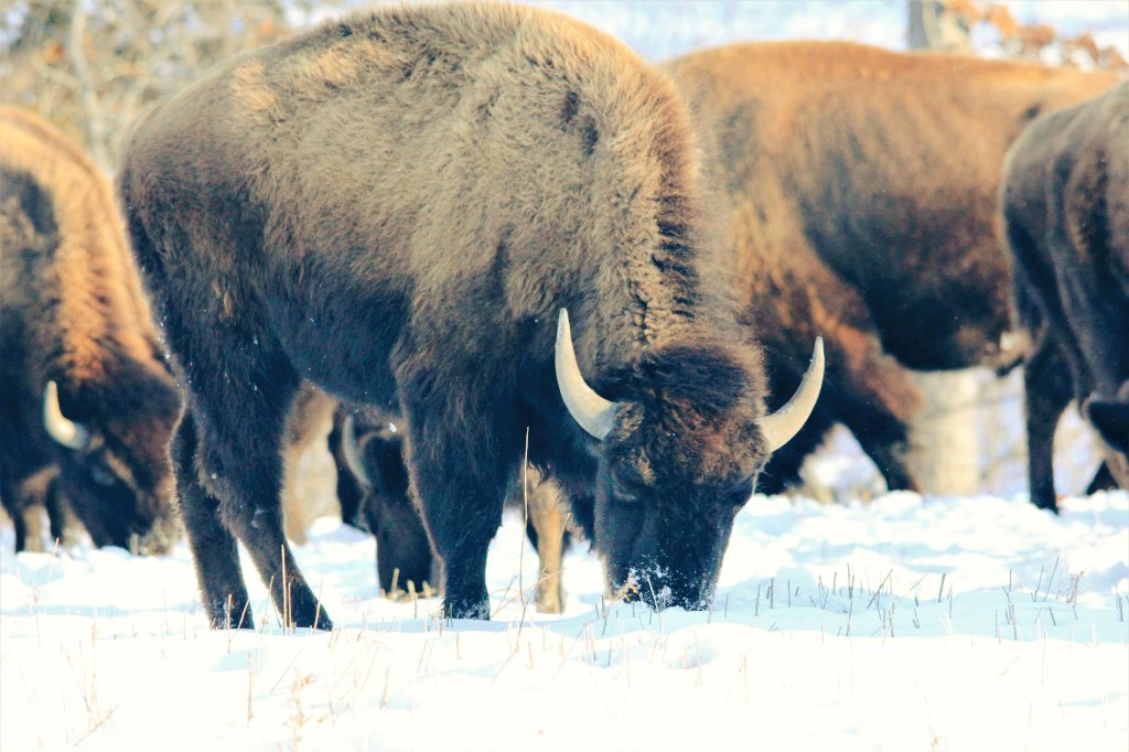 Plains Bison, south central Missouri. Bulls, calves, &amp; cows. No pronouns. Two ready for distro this week. Four more end of March. Prices subject to inflation, Let's Go Brandon. 👌👊🏁🇺🇸 **Direct message me for details. -Jake