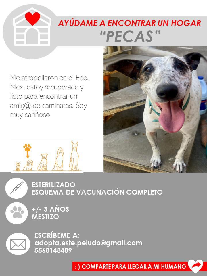 Pauz_'s tweet photo. Amigos ayudemos a estos peludos a encontrar hogar, merecen una oportunidad! #share #adoptable #AdoptaNoCompres #CDMX #EdoMex https://t.co/C0CRNrwl7m