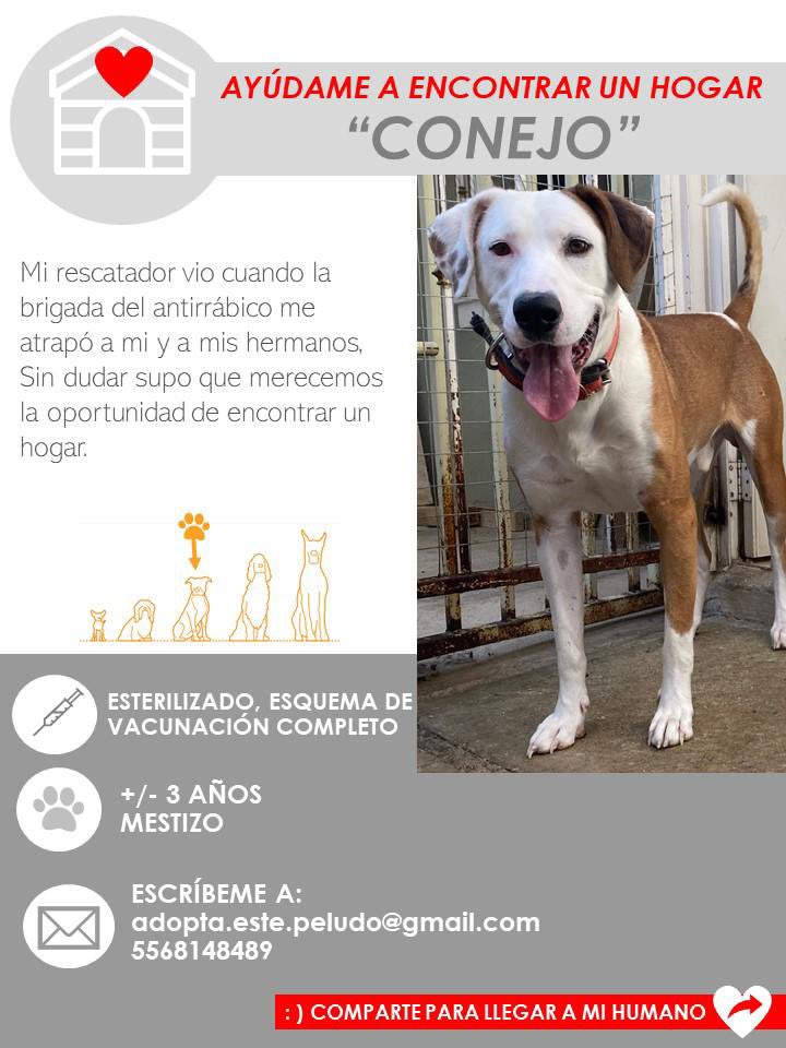Pauz_'s tweet photo. Amigos ayudemos a estos peludos a encontrar hogar, merecen una oportunidad! #share #adoptable #AdoptaNoCompres #CDMX #EdoMex https://t.co/C0CRNrwl7m