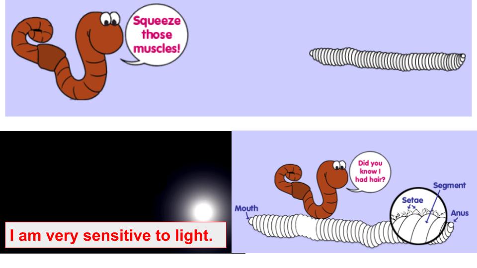 HongliangHu's tweet photo. Growing minds-
#worm investigation with our #Kindergarteners. 
What do red #wigglers eat? 
How do red wigglers push their body to crawl? 
How do red wigglers breathe without a nose/lungs? without teeth, how do red wigglers chew the food? Why do worms come out when it rains? https://t.co/Q3KFjNtSy7