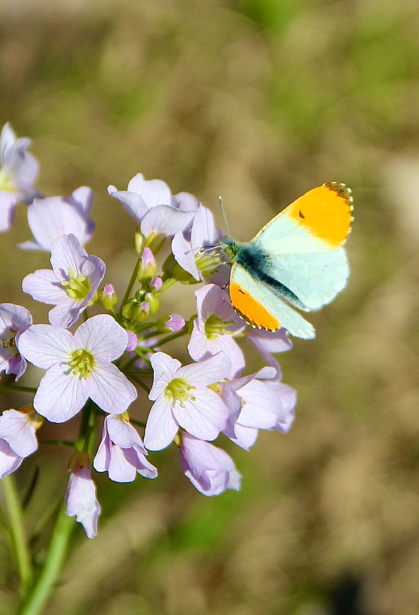ChroniqueJardin's tweet photo. [Souvenirs de printemps] Aurore mâle sur Cardamine des prés. #Papillon #PrairiesHumides #MaraisPoitevin https://t.co/1PNq01597V
