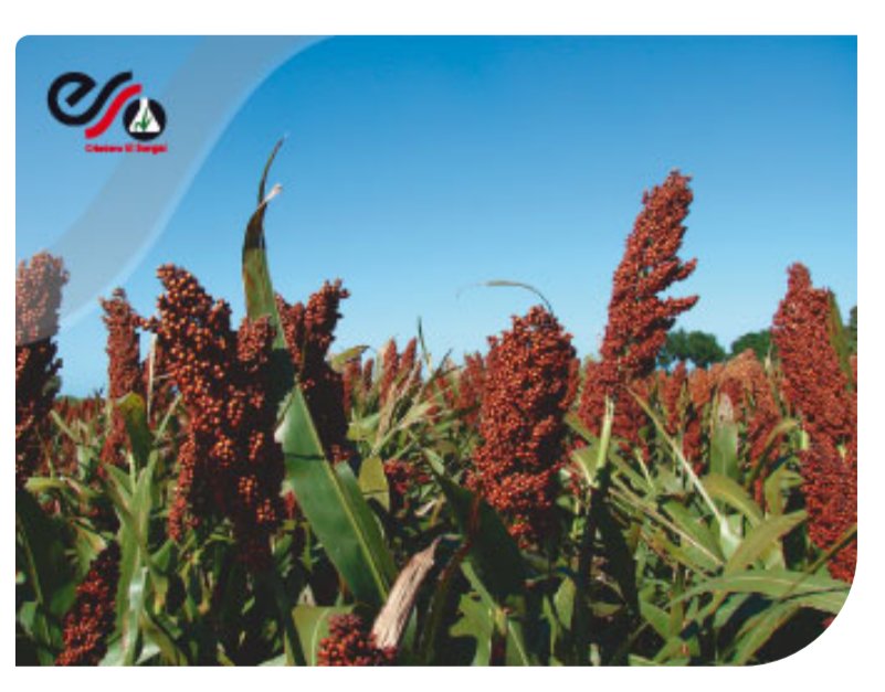 el_sorgal's tweet photo. Sorgo granifero MÁXIMO
#sorgo #sorgogranifero #sorgohibrido https://t.co/RUdJXs3vAB