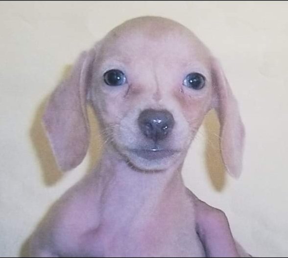 freakingpeachy's tweet photo. @KyoKanek0 I'm sorry #KyoPets https://t.co/0IGpt3aSF9
