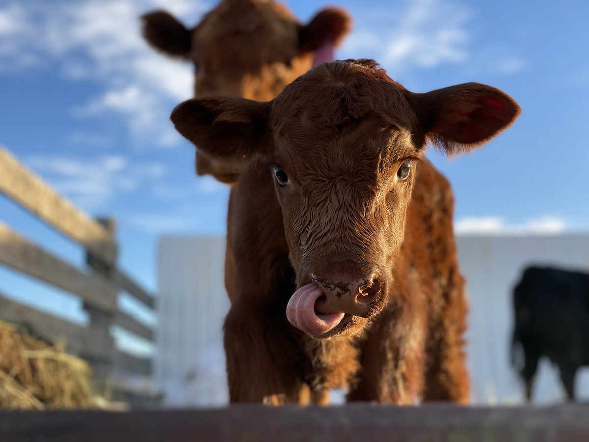 Cp_OlD's tweet photo. Little Red is doing great! #cuteshit https://t.co/wlsLttX7rA