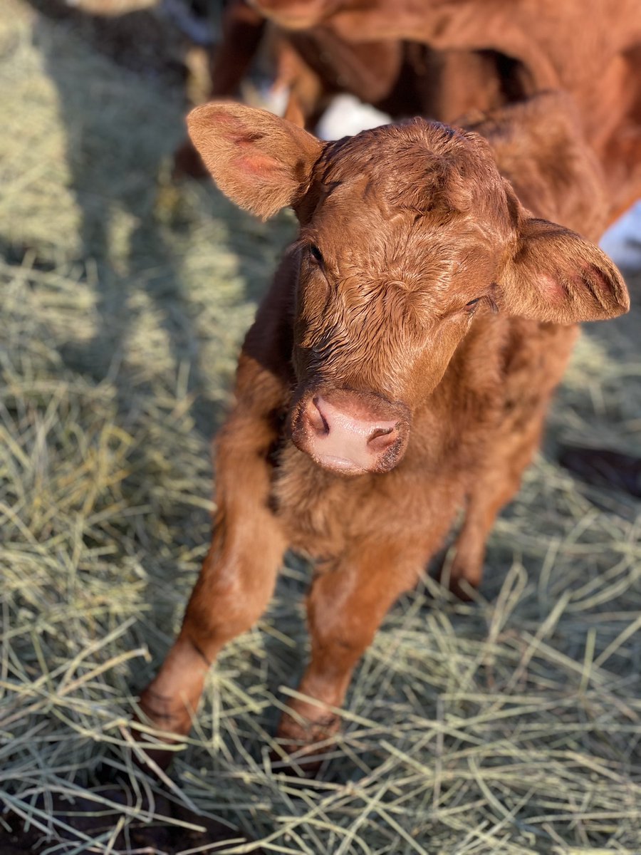 Cp_OlD's tweet photo. Little Red is doing great! #cuteshit https://t.co/wlsLttX7rA