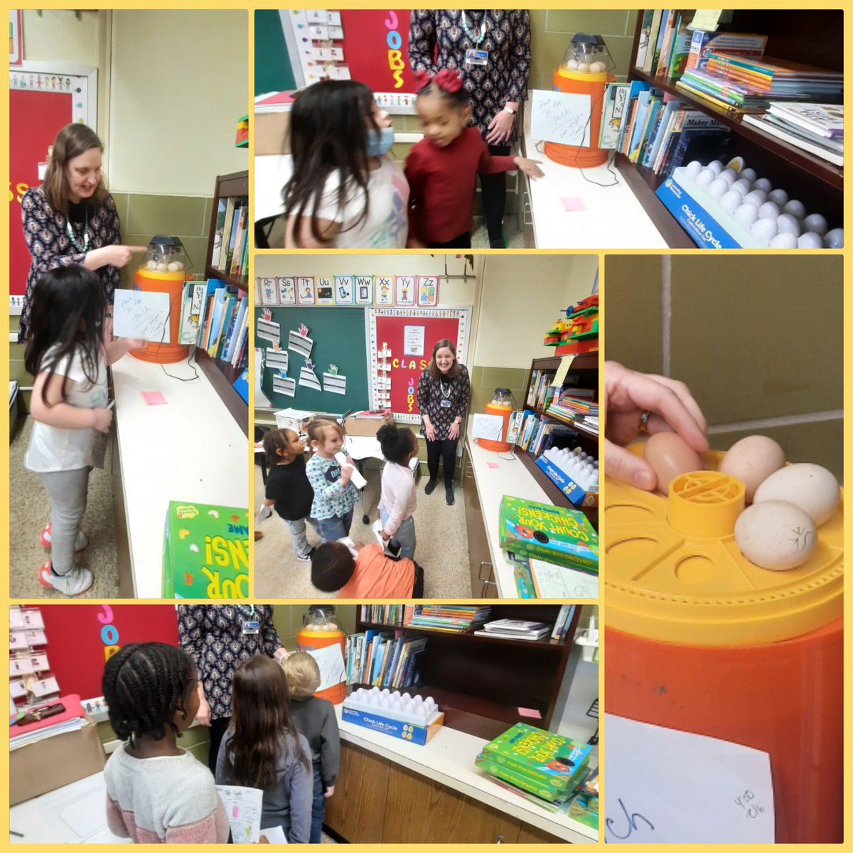 Ms. Schnell STEM (@msschnell_stem) on Twitter photo Day 1; the eggs are placed into the incubator. Ms B's & Ms. Reed's PreK classes are great helpers. Lesson 1: Lifecycle of a chicken, up close & personal <a href="/JudyCtrHES/">JudyCenter@Hawthorne</a> <a href="/BCPSHES/">Hawthorne Elementary</a> Day 1; the eggs are placed into the incubator. Ms B's & Ms. Reed's PreK classes are great helpers. Lesson 1: Lifecycle of a chicken, up close & personal <a href="/JudyCtrHES/">JudyCenter@Hawthorne</a> <a href="/BCPSHES/">Hawthorne Elementary</a>