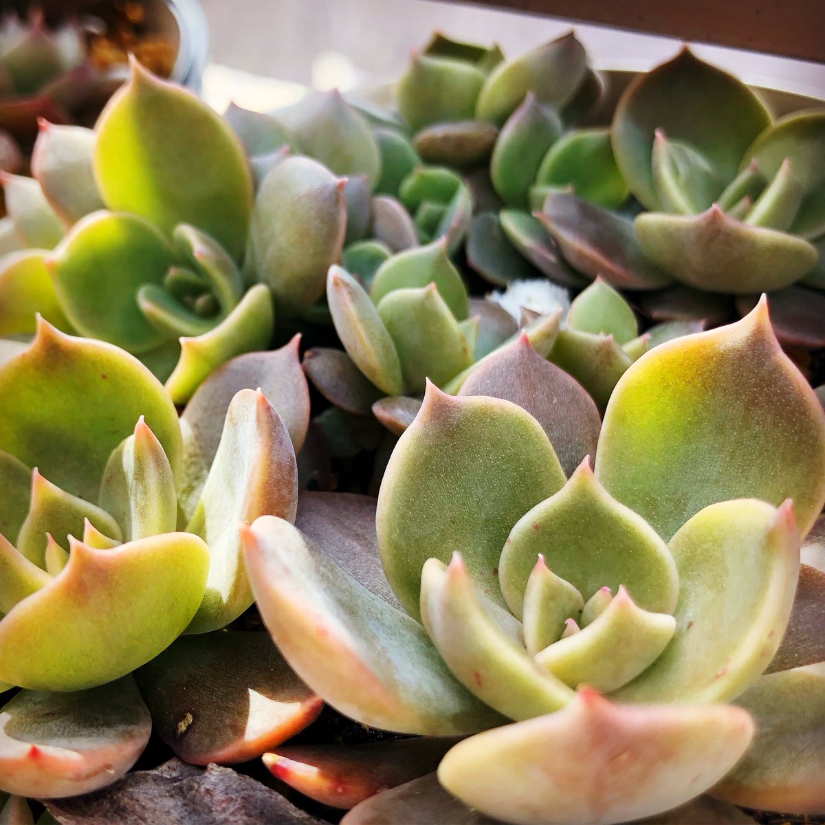 多肉植物 たまちゃ•*¨*•.¸¸♬ 多肉植物 - Search / X