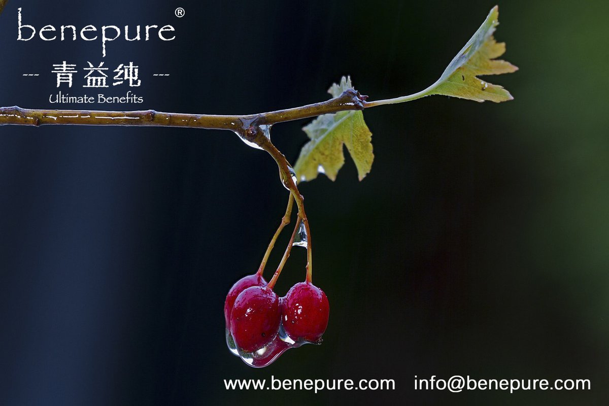 benepure's tweet image. #benepure #cphi #botanicalextract 
Is #hawthornextract good for immune system?
They enhance the antioxidant activity of vitamins A, C and E, improve circulation, strengthen capillaries, reduce inflammation, boost the immune system, protect against atherosclerosis.