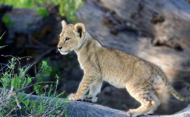 Sweet Tiger Cub NFT Cambodia tweet media