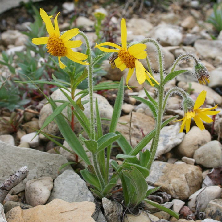 Can Botanical Assoc tweet media