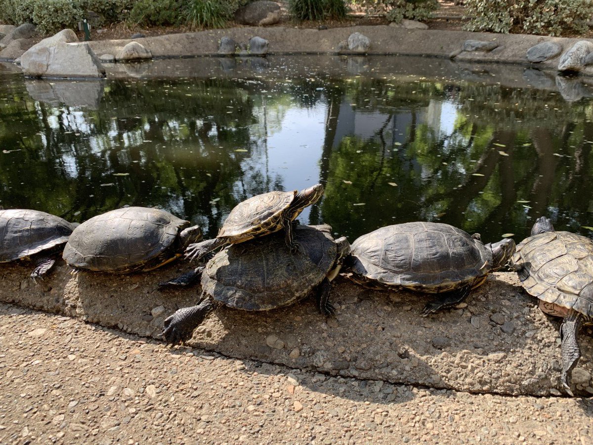 Caltech Turtle Club (@caltech_turtles) on Twitter photo This photo is definitely "Squad Goals" as Hannah Dion-Kirschner pointed out when she submitted this image to our 2022 Photo Contest. Occasionally turtles do climb on eachother, searching for a good spot to warm up in the sun. <a href="/hdkgeo/">Hannah Dion-Kirschner</a> #TurtleTuesday #Caltech This photo is definitely "Squad Goals" as Hannah Dion-Kirschner pointed out when she submitted this image to our 2022 Photo Contest. Occasionally turtles do climb on eachother, searching for a good spot to warm up in the sun. <a href="/hdkgeo/">Hannah Dion-Kirschner</a> #TurtleTuesday #Caltech