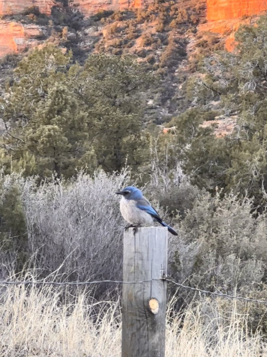 maggiesbliss's tweet photo. Magical morning walk at Bell Rock. The cutest bird landed next to my car when I parked. 🏜️🥰
#maggieswalking #bellrock #SedonaRetreats #lightcodeactivator #kundaliniawakenings #shaman #healer #channel #psychic #spiritualteacher https://t.co/Is2zWU6q65