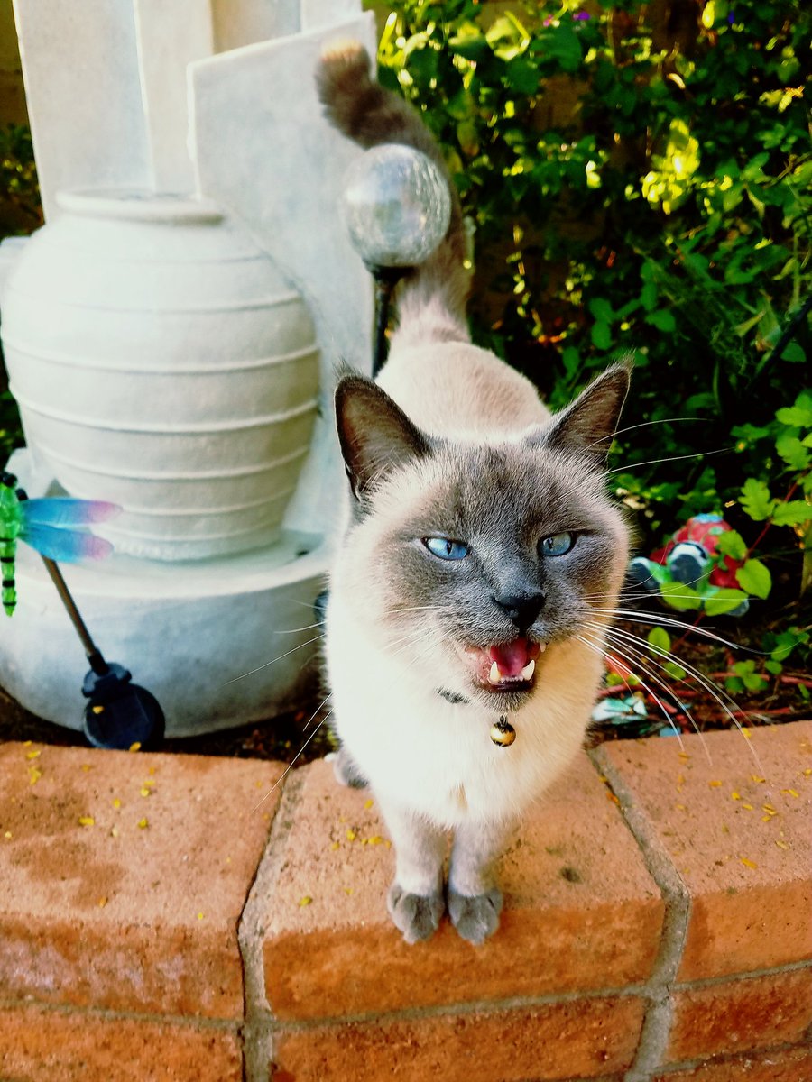 CrowleyothRocks's tweet photo. @kangaroos991 @RuthieConnell My cat's name is Huckleberry Finn https://t.co/MWmr4JWvWJ