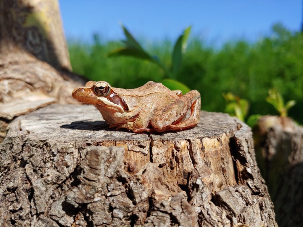 🐸 Frogs Daily 🐸 (and other amphibians) tweet media