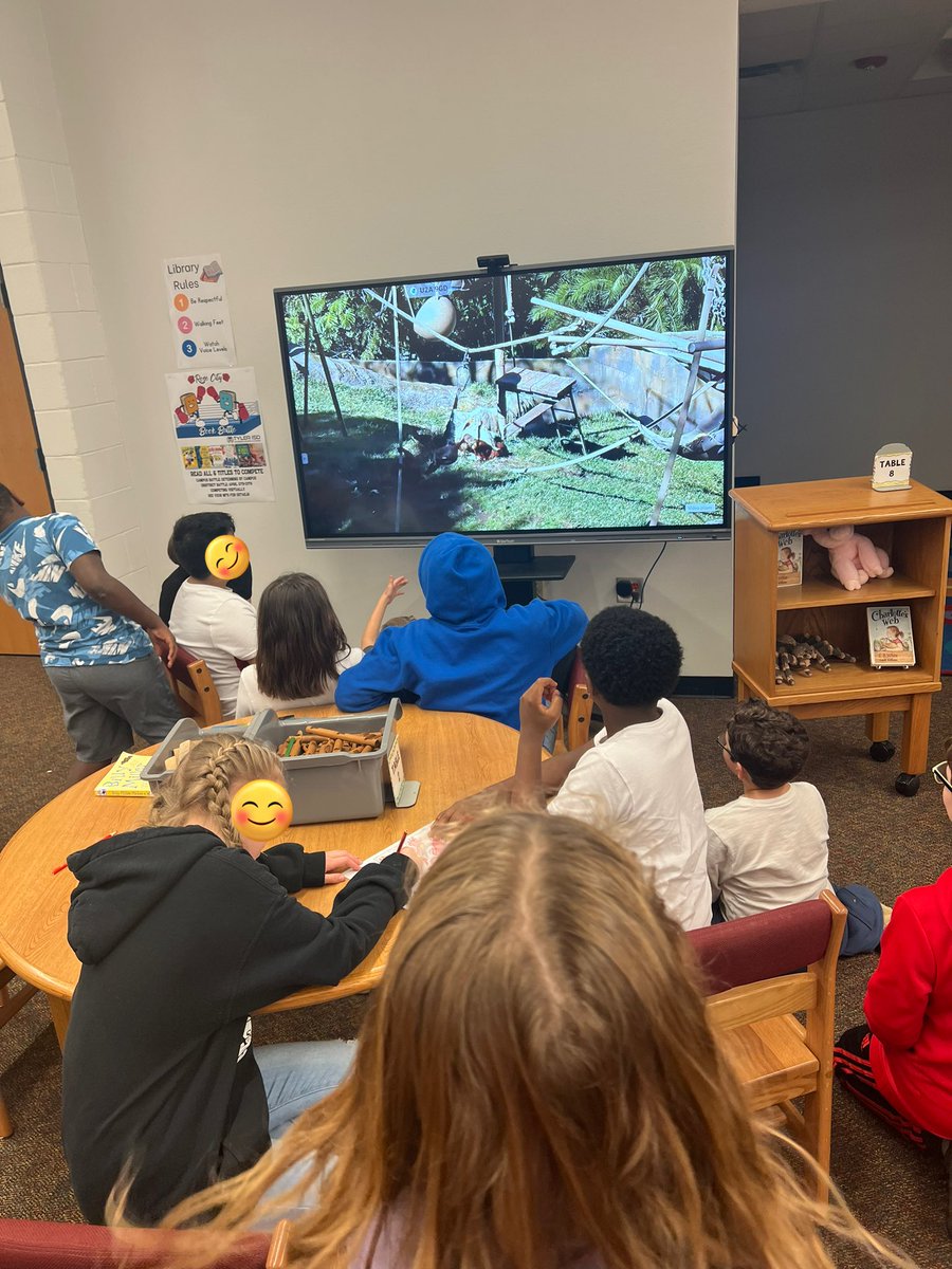 ToriDennie's tweet photo. Hey, @sandiegozooβ¦my students want to know if the siamangs are playing with that cute little juvenile orangutan or just being little bulliesπ€£ They could watch this live cam all day! #TylerISDlibraries https://t.co/UdCAShY3Ek