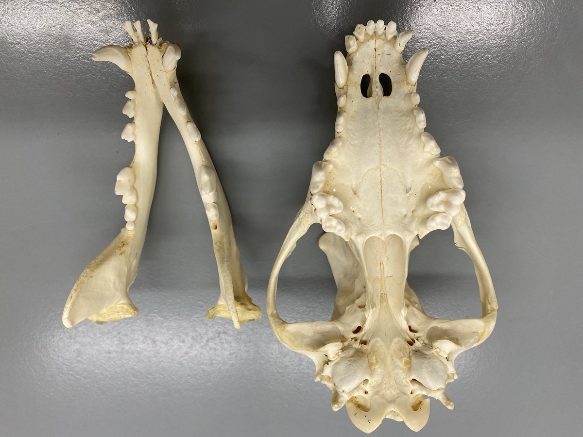 mwestneat's tweet photo. Yup we did mammals too, here is an enigmatic mammalian dental battery, what is the dental formula of this beast? #CompAnat #PracticalExam https://t.co/zmY4OMLYie