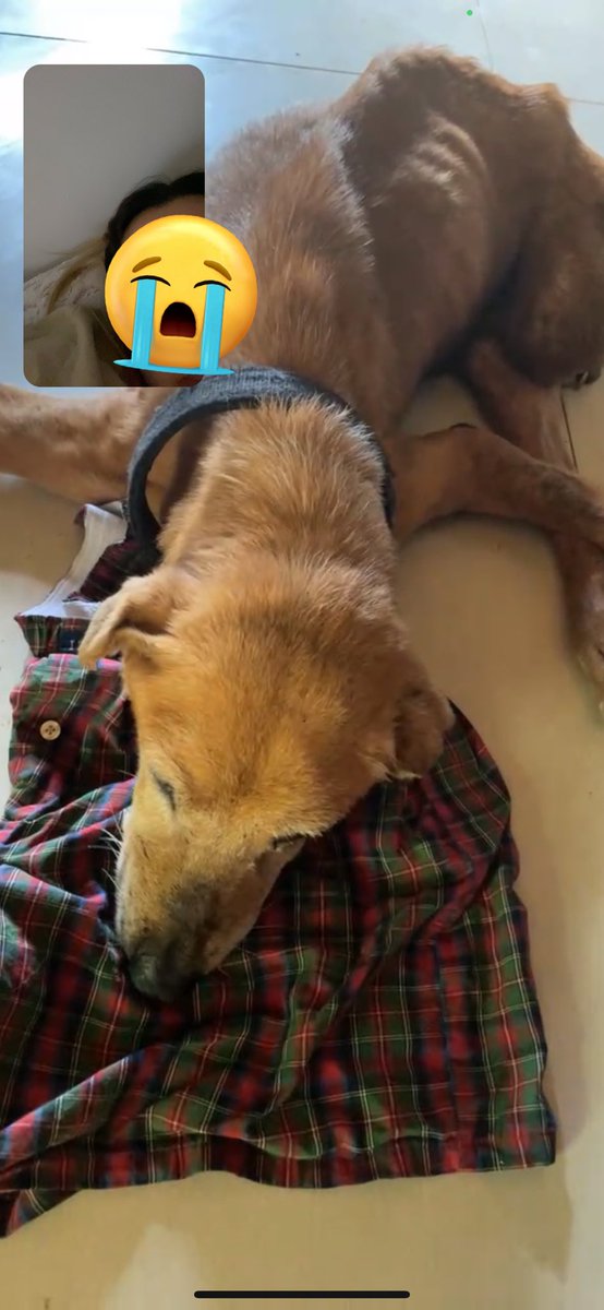 AiDeeCee's tweet photo. My 14yo dog is still fighting, still waiting for me to come home. Gusto ko na po umuwi.😭 https://t.co/xxfNg6GAFv