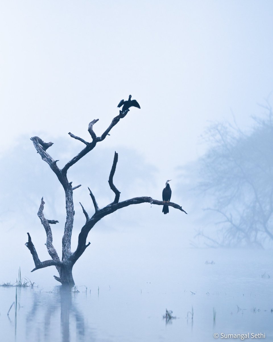 In nature everything has a job. The job of the nature is to beautify further the the existing beauties. #bharatpurbirdsanctuary #natgeoyourshot #natgeowild #bbcearth #bbcwildlife #discoverywildlife #fog #mist #cormorant #darter #sonyalpha #toeholdphototravel #rajasthantourism
