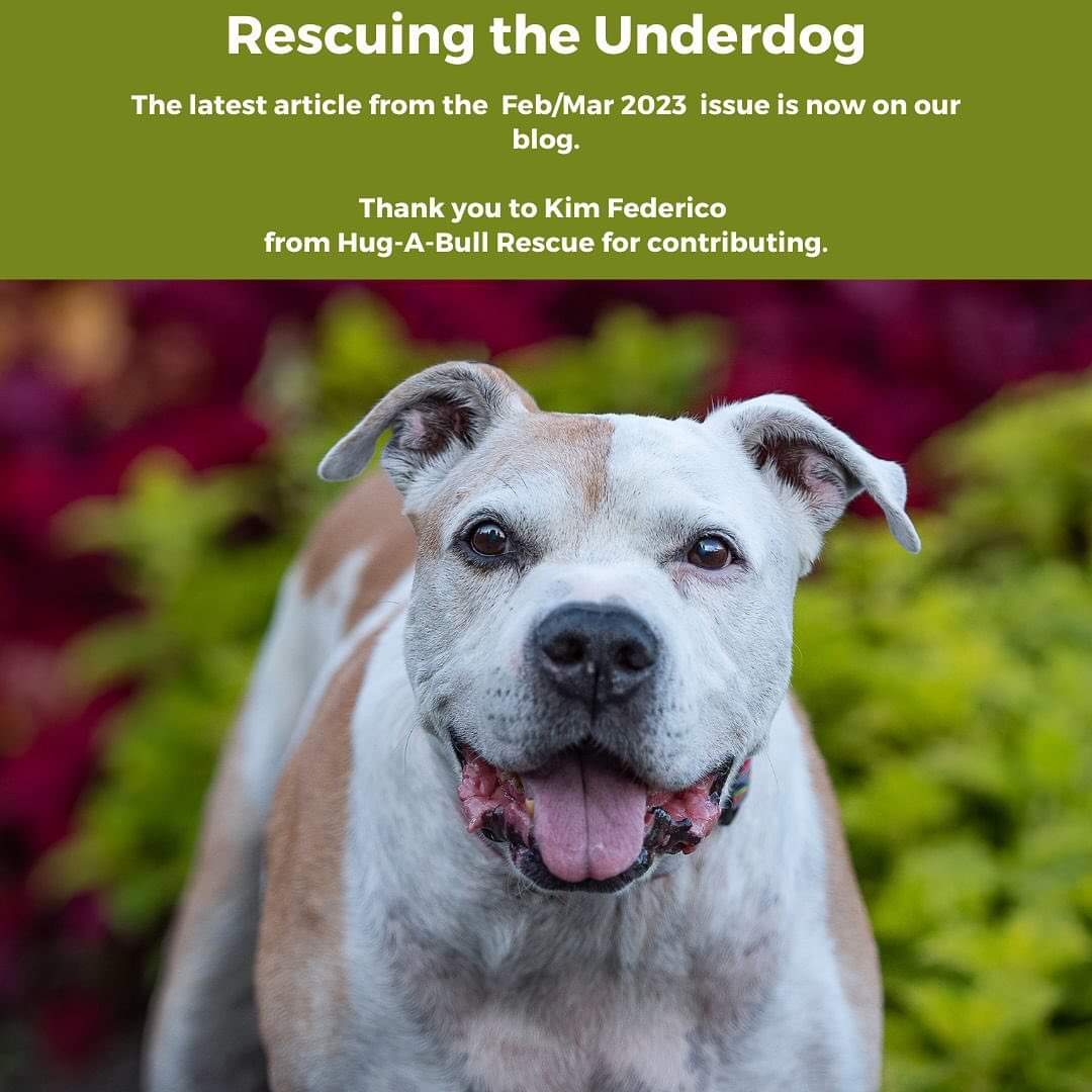 HugABull's tweet photo. Check out article in @PetConnectionCa https://t.co/qtFzSXxrrF
#hugabull
#bullybreed
#bullylove
#rescuedog
#rescuedogsofinstagram
#endbsl
#bullybreedsofcanada
#dogsofcanada🇨🇦 https://t.co/NFqy97dszo