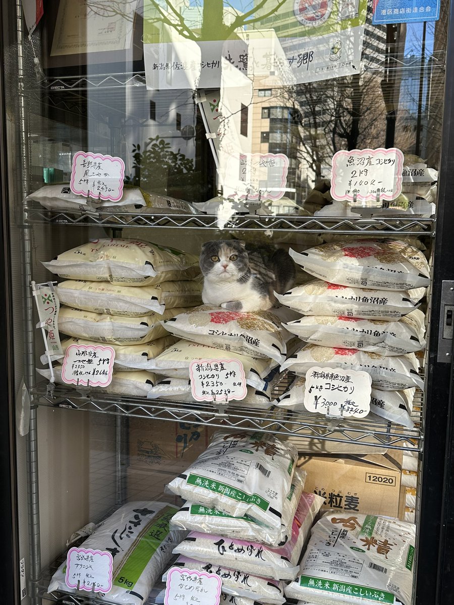 ka0000528's tweet photo. 可愛かったな🥹名前はコシヒカリかな？ https://t.co/afEXzieGco