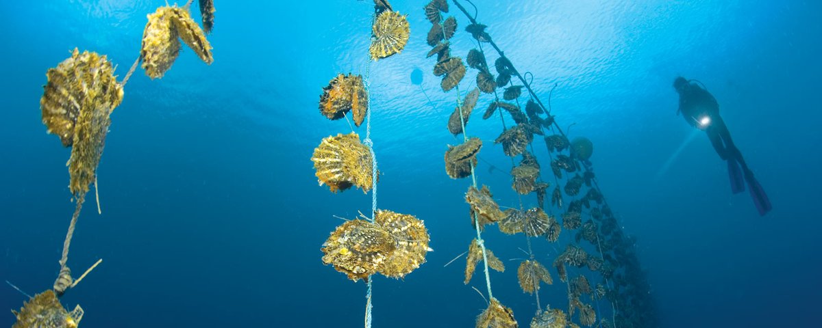 UNDP_Pacific's tweet photo. @UNDP_Pacific in collaboration with @FijiGovernment &amp; @ukinfiji launched the Blue Accelerator Grant Scheme (BAGS) introducing 8⃣ projects implementing promising #BlueEconomy solutions. Learn more about the projects that have #OceanAction #InTheBags  
🔗:https://t.co/uJFwsAIKdy https://t.co/RcisatgiRT
