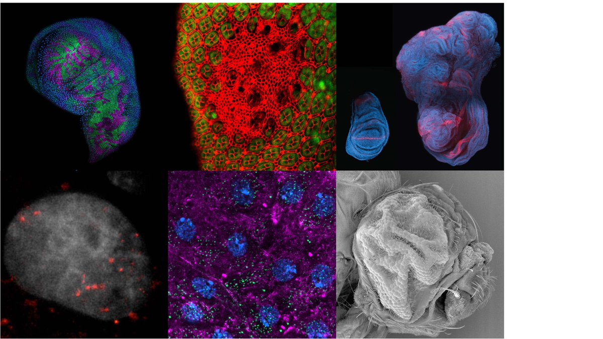 Exciting research assistant position studying organ growth and Hippo signalling in the Harvey lab @harveyhippolab at Monash University @monashbdi. You’ll be part of a supportive team and learn lots of exciting techniques. Apply by 22 Feb 2023.
Please RT.
tinyurl.com/mse8sx72