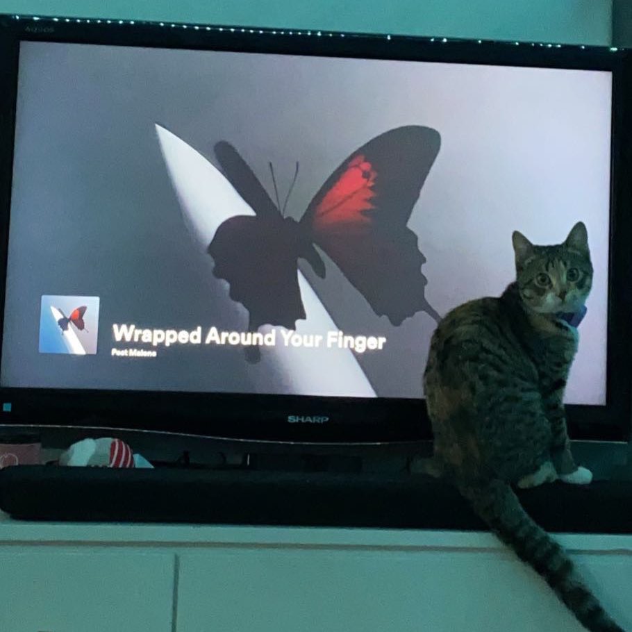 Tinkerbellala27's tweet photo. Big fan! @PostMalone #cutecat #cutecats #PostMalone #Spotify https://t.co/gLuXYZiKxM