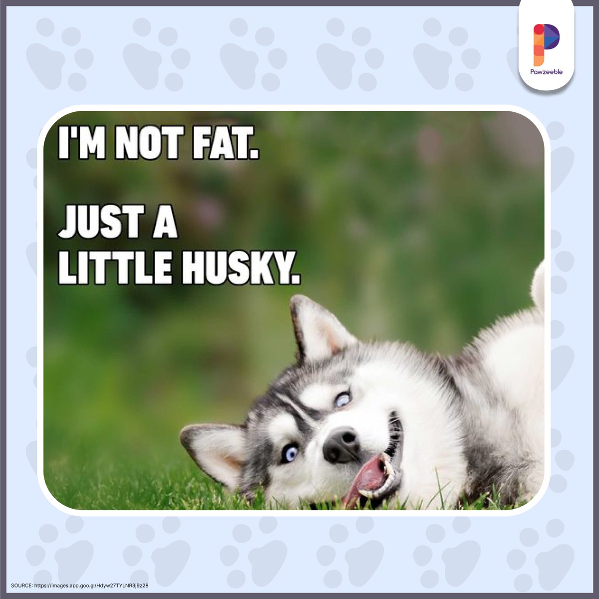 pawzeeble's tweet photo. Apart from those hypnotizing eyes and being extremely cute and fluffy, there are endless reasons why huskies would make a great addition to your family!

.
.
#pets #petsofinstagram #petsagram #Pawzeeble #petparent #dogsofinstagram #petlover #dogloversfeed #dogloversclub #doglover https://t.co/DmfCm8U10D