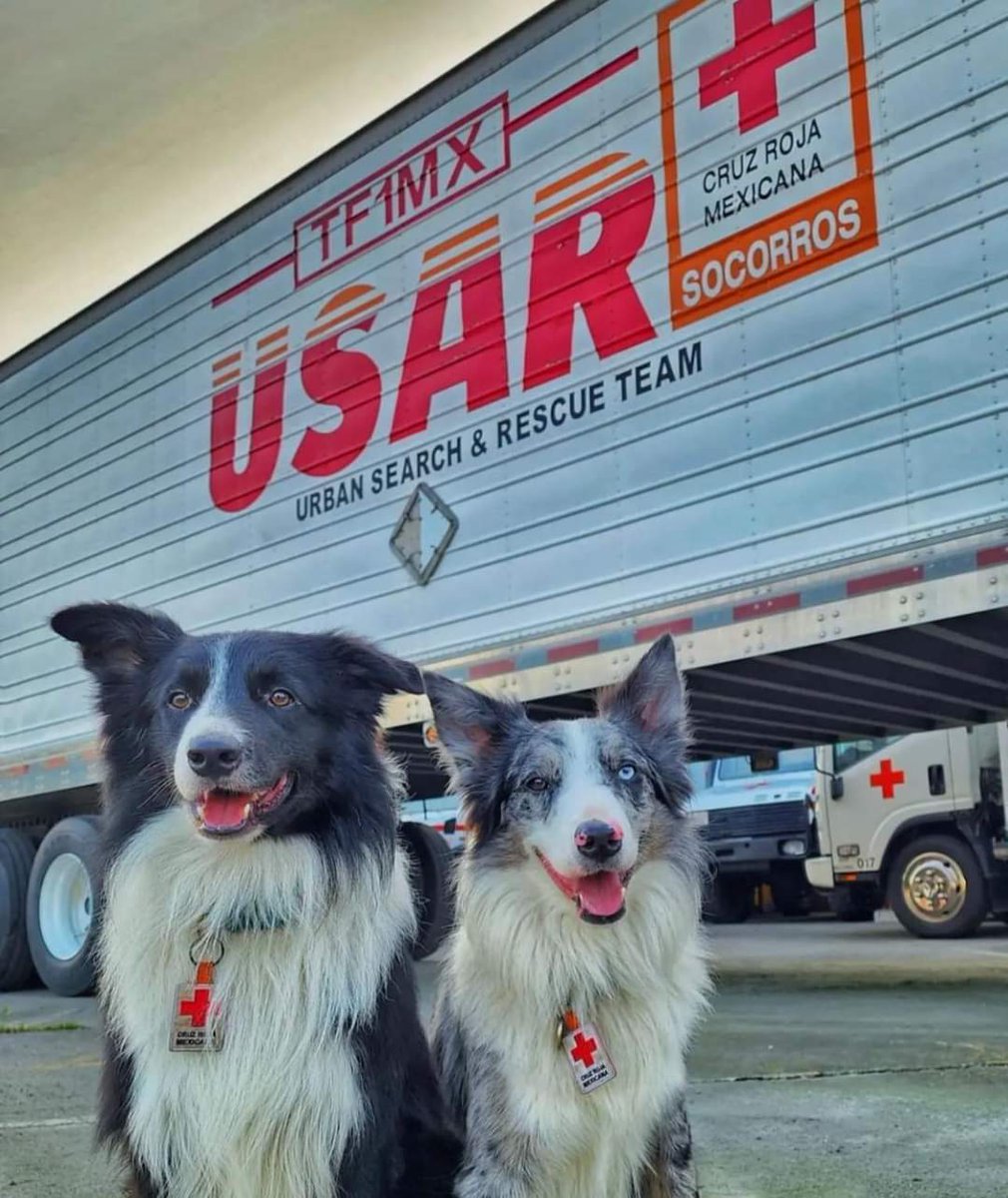 C4551u5_Cl4y's tweet photo. @dog_rates @m_ebrard They are Balam &amp; Orly, their father was Athos another dog who was part of the mexican rescue team years ago, he was poisoned.

Balam y Orly (Hijos de Athos el perrito que era rescatista y fue envenenado) se fueron de apoyo a Turquía a salvar vidas❤️. https://t.co/9VRP8Rt9hY