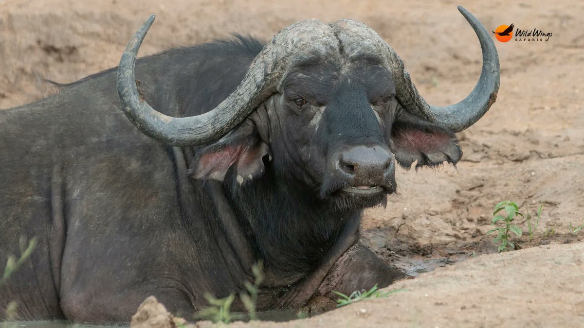 #FactsAboutUganda:- Why you should #VisitUganda 

Impala, chameleon, elephant and buffalo.

📷 credit Simon Vegter 📍 Kruger National Park

Via @WildWingsSafari 
#TravelPhotographer