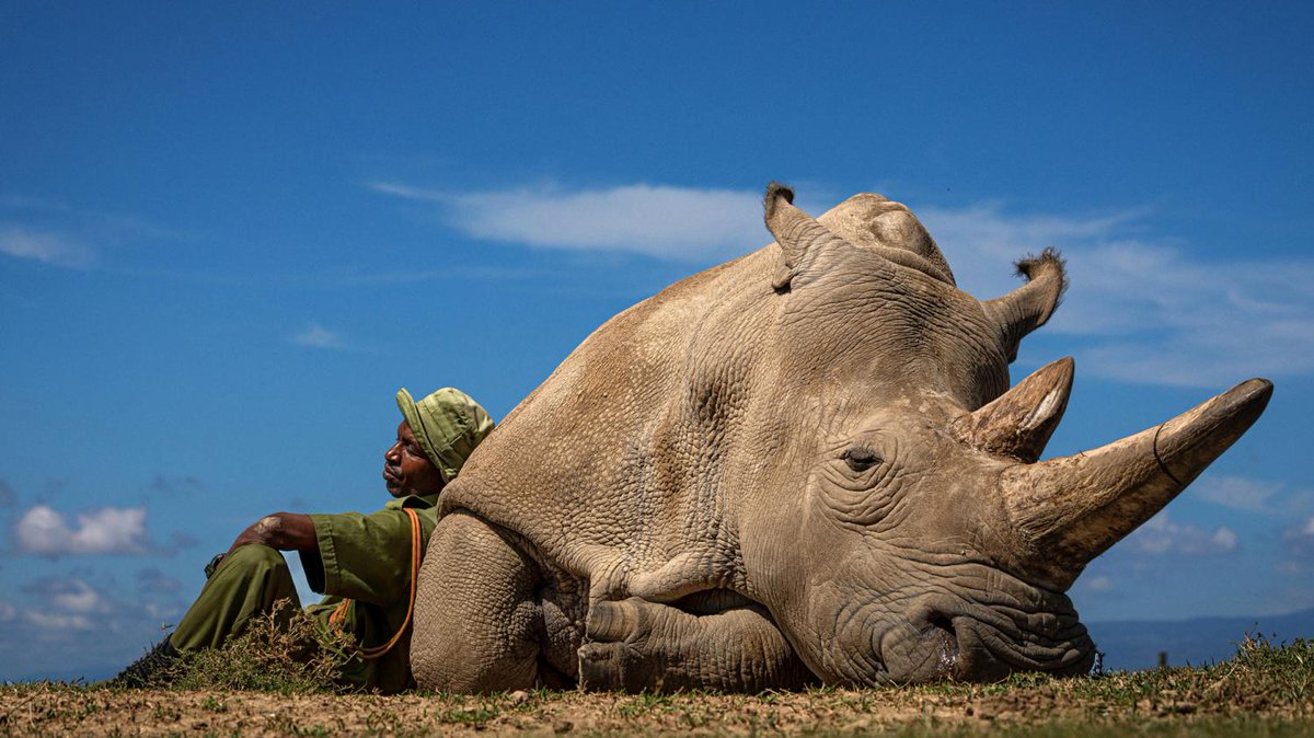 This is what extinction looks like. One of last two Northern White Rhinos left on earth. Both are female. Photo ( Matjaz Krivic/www.tpoty.com)