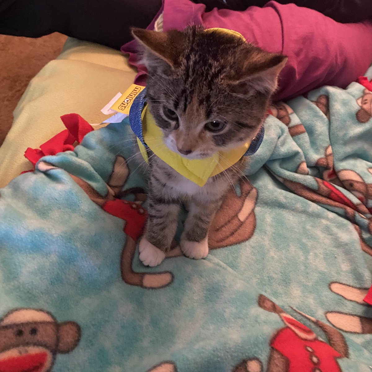 Tinkerbellala27's tweet photo. Last year’s Halloween costume👻 #minion #spooky #Halloween2022 https://t.co/HSjnL1HMn4