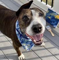 My name is LoveBug 💕🐾
Rescue Dogs Rock DC is a 501(c)(3) organization, with a mission of raising capital for dog rescues 
in the Washington DCarea.🐾🐾
I love this rescue dog!🐾🐾💕🇺🇸