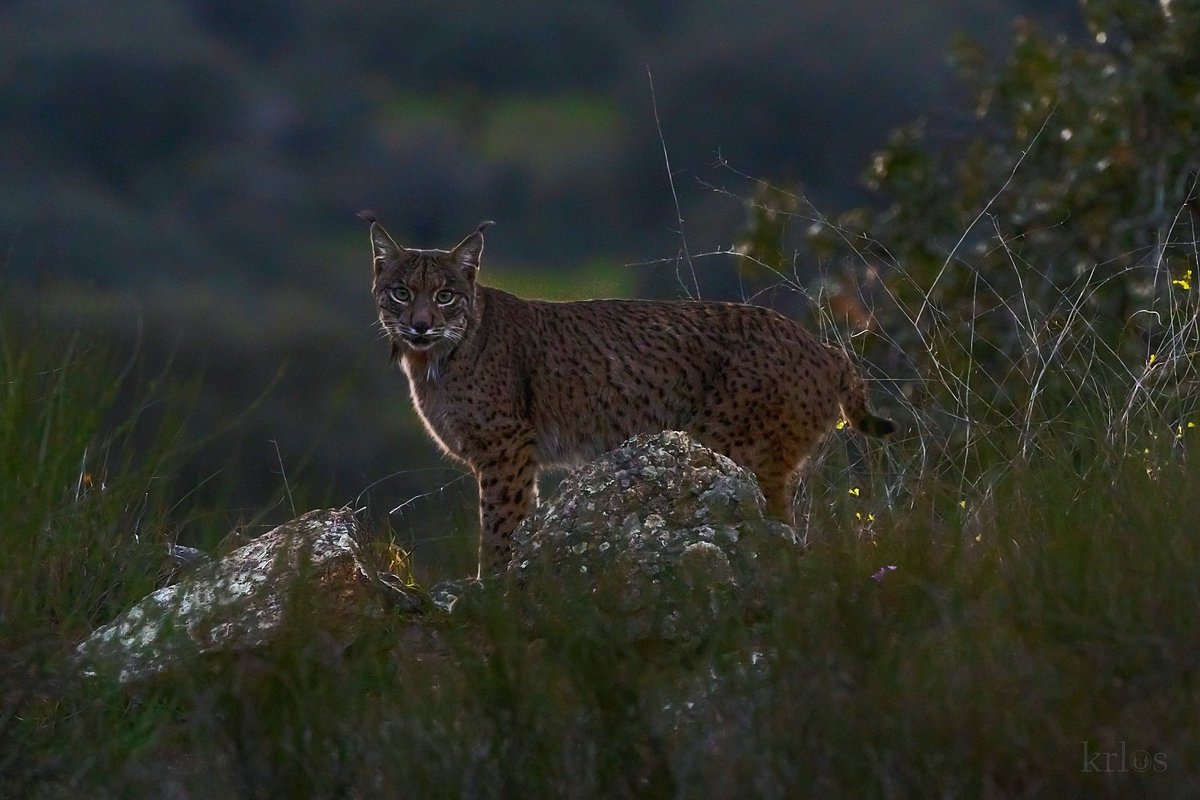 Anochece en la dehesa y se me volvió a cortar la respiración, entrando la noche se escucha un lamento, un sonido que retumba suavemente en la noche, entre el lamento de un niño y el ulular de los mochuelos, es la llamada de un lince en celo a su amada. Inexplicable.
#sony