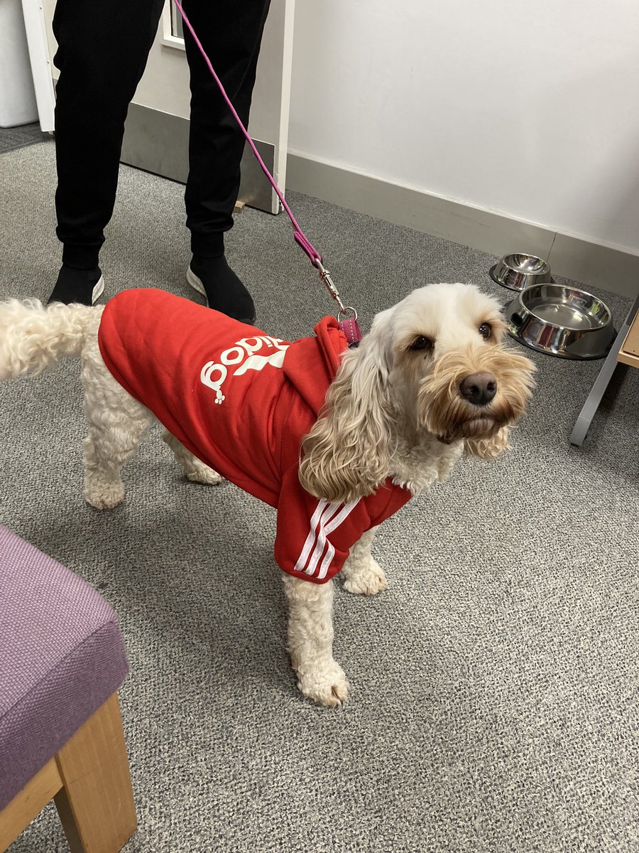 CliftonCoHead's tweet photo. Bella is delighted with her #addidog tracksuit gift! She is ready for her @_thedailymile now! @CliftonPrim @TheDogMentorUK https://t.co/6niqDbG76t