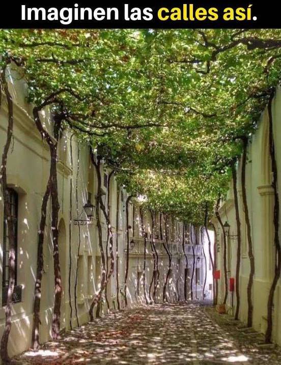 ¿Te gustaría vivir en una calle así? 🤔