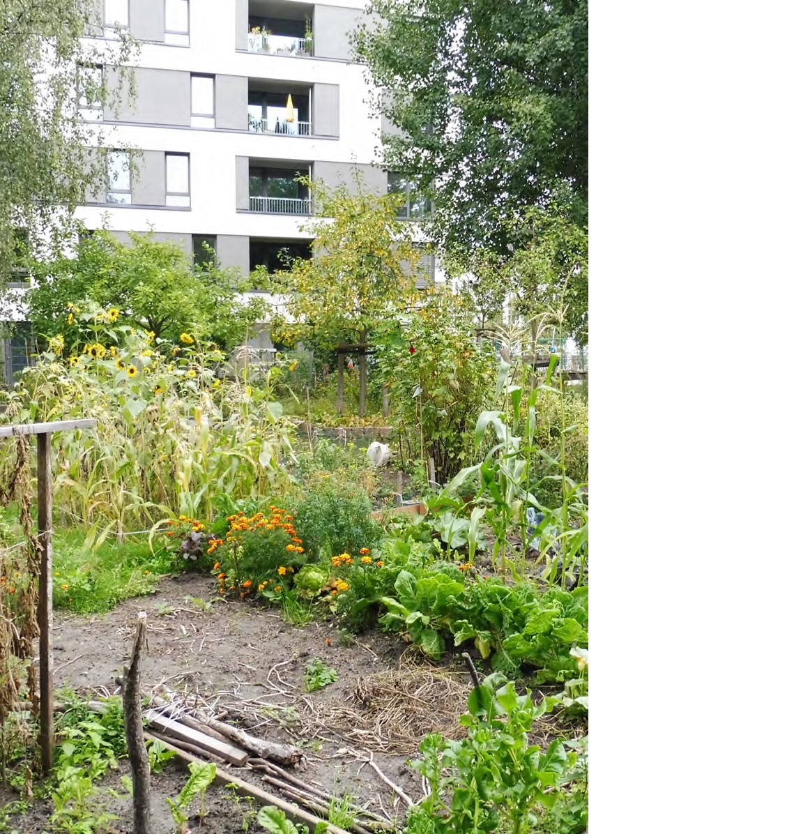 1/4 NEW PAPER on #urbangardening #urbangardens: 
Towards an integrated garden. Gardeners of all types, unite!

#urbangarden #allotment #allotmentUK #allotmentgardens #community #solidarity #trust #naturebasedsolutions #communitygarden #communitygardening

authors.elsevier.com/c/1gYuX5m5d7ze…