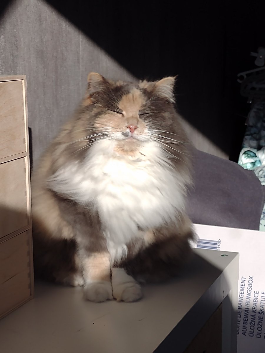 TinekeB1601's tweet photo. Enjoying the sun ☀️🌞
#catlife
#myruby https://t.co/R8lgRLpHry