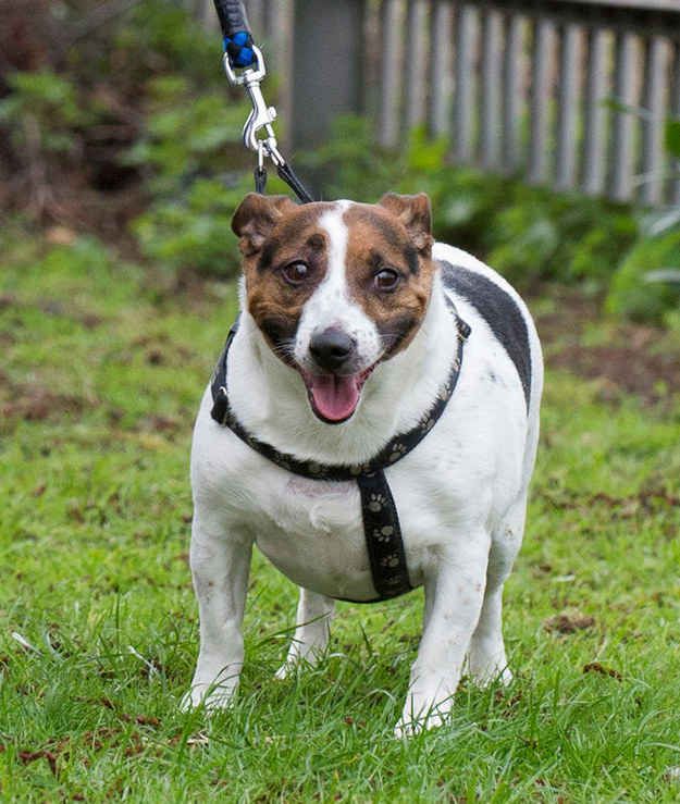 Limun Petrović Citrus tweet media