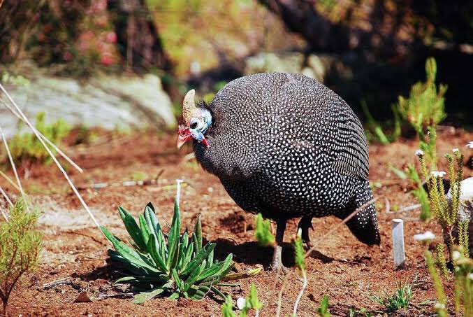JimjamSafaris's tweet photo. In order to see birds it is necessary to become part of the silence. Destination #Africa is your next stop over.
#jimjamsafaris #safaris #birds #wildlife #photography #Tours2Go #travel #BirdsOfTwitter #jimjam https://t.co/E75e0P0VDB