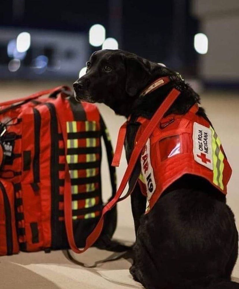Meksikadan gelmiş.. Epey ünlü bir kurtarıcıymış..