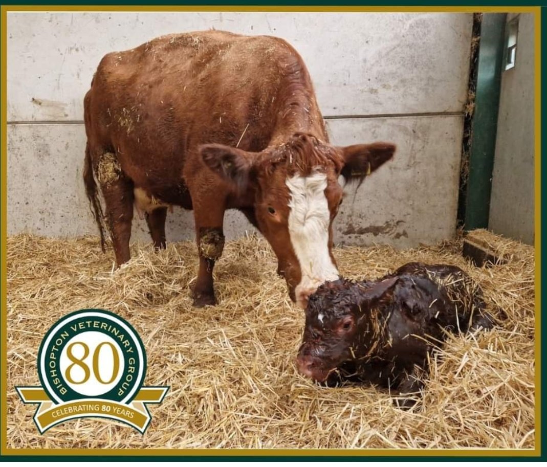 #calving23 well and truly underway in Yorkshire.  After some help from vet Neil this (not so little!) fella was welcomed in to the world.  #lovecows #teamBVG #yorkshirefarmvets #teambeef