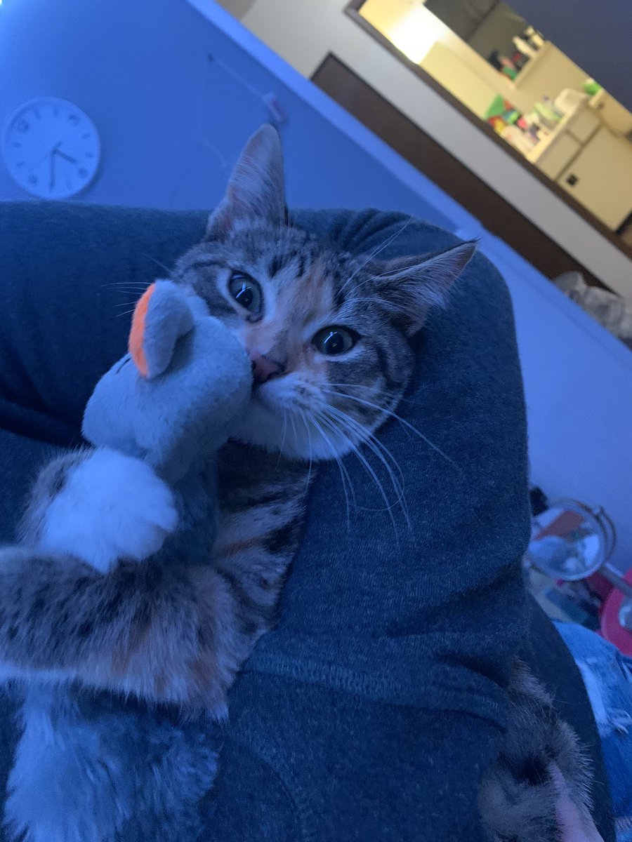Tinkerbellala27's tweet photo. Cuddling her favourite toy

#CatsofTwittter #cutecats #cutecat #CatsOnTwitter https://t.co/wcBrW3qSZe