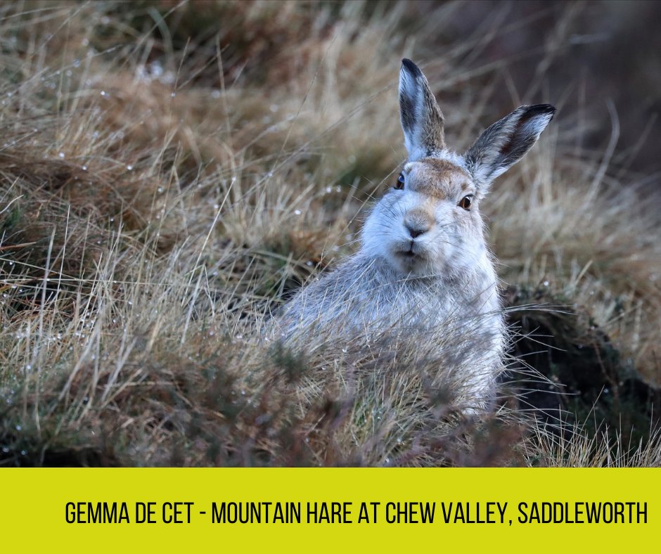South_Pennines's tweet photo. Last week we were delighted to choose a winner and four commended entries to our January photo competition. We caught up with winner @GemmaDC2 about her stunning entry: https://t.co/8UB75dNW8P

#SouthPenninesPark #SouthPennines #photography #Saddleworth #hare #PeatlandsMatter https://t.co/UiWatkcjTc