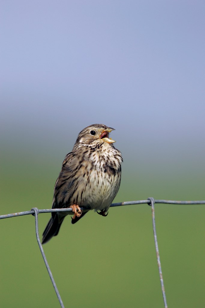 The annual Big Farmland Bird Count is hitting its stride. Between 3 and 19 Feb you can help @gameandwildlife to build that all important picture of bird species across the country – more info➡️ bfbc.org.uk🐦🐤 #BFBC <a href="/NFFNUK/">Nature Friendly Farming Network</a> <a href="/_BTO/">BTO</a> <a href="/RSPBScience/">RSPB Science</a>
