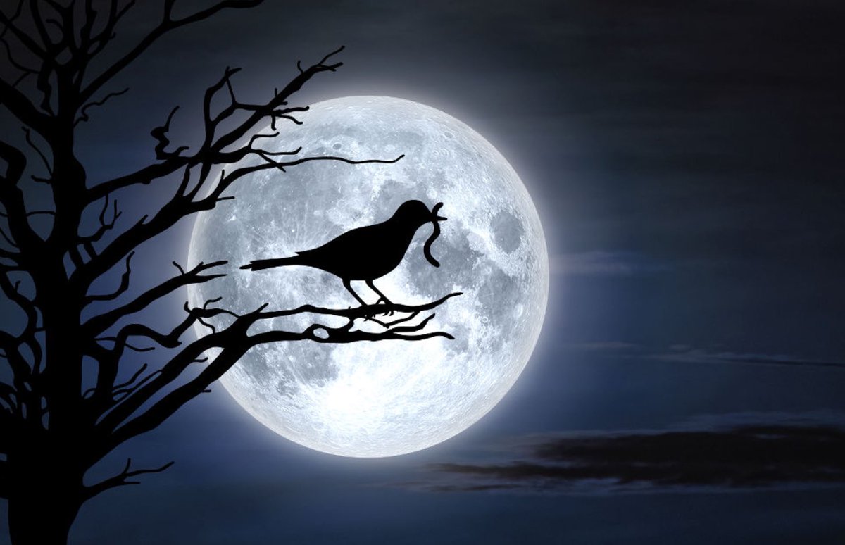 vanda on Twitter "RT SalaLettura “Chi ama la luna non si contenta di contemplarla come un